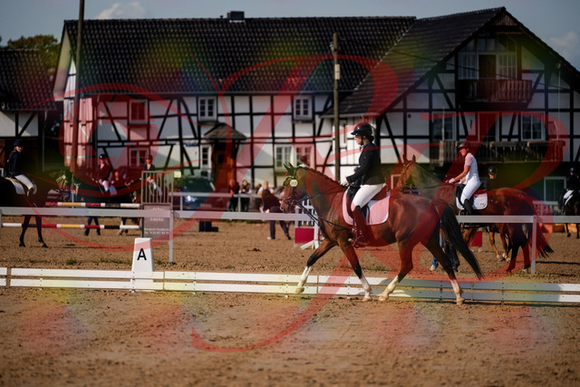 2026_10_03_Siefer-Hof_115517_Z63_30655321 | Professionelle Reitsport-, Turnier- und Eventfotografie von Robert Broda. Galerien mit ausgewählten und bearbeiteten Bildern direkt online ansehen und bestellen.