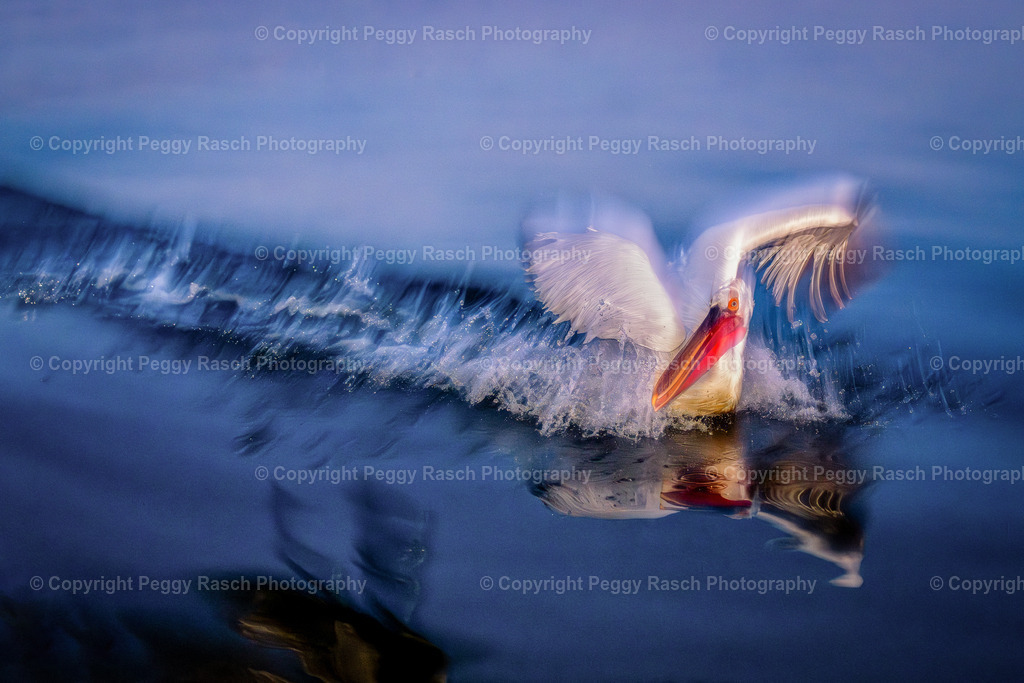 Pelikane_2024_groß next4-5 | PeggyRaschPhotography - Realisiert mit Pictrs.com