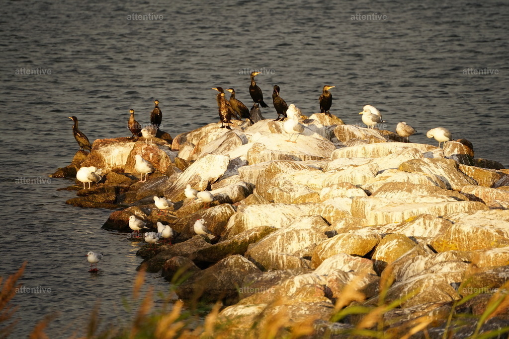 Treffen | Deutschland, Rügen - Realisiert mit Pictrs.com