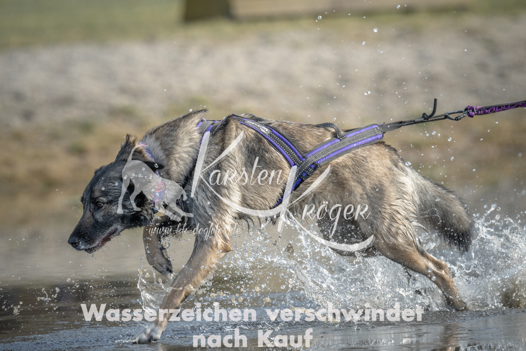 1050_ZZ90107 | kk-dogfotos