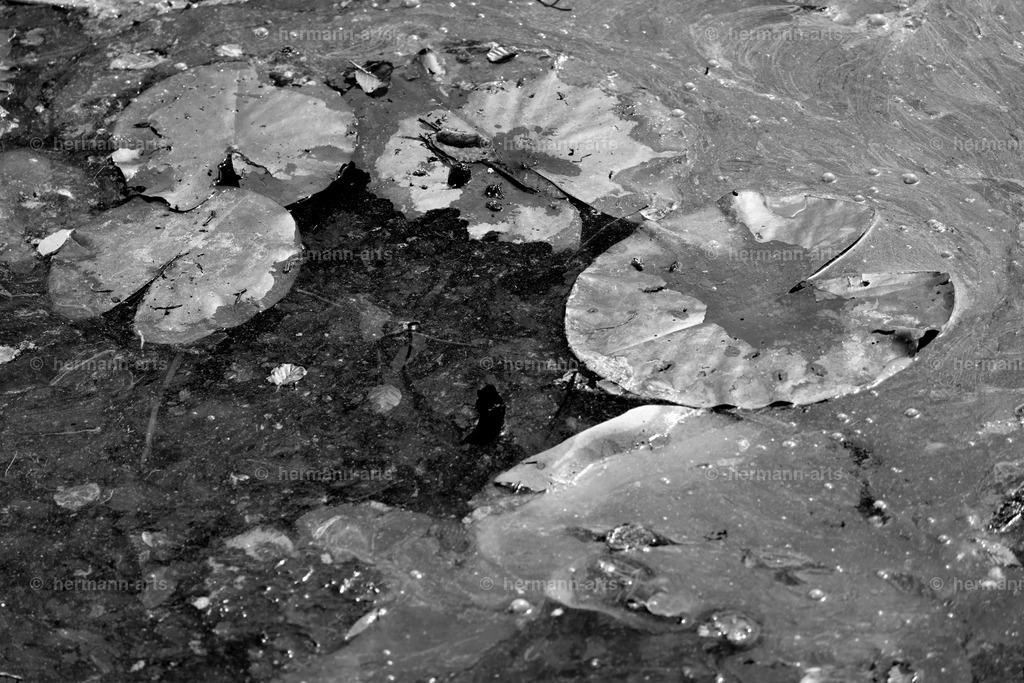 Bagno_09_07_24_DPP-70a | Photo Foto Kunst Art schwarzweiss Bilder Rheine Münster Berlin Blumen 