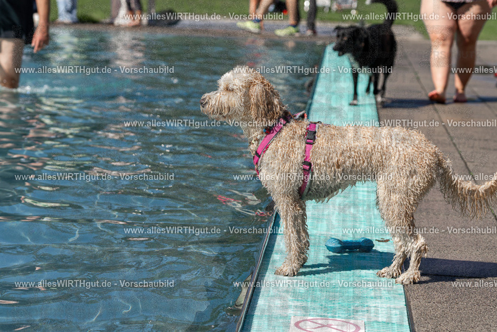 Hundeschwimmen_Volksbad_2026-allesWIRTHgut_Tierfotografie-2609061242-FAY06535 | Professionelle Tierfotografie in Mönchengladbach von Daniel Wirth (allesWIRTHgut). Liebevolle & natürliche Bilder von Hunden & Katzen für unvergessliche Erinnerungen.