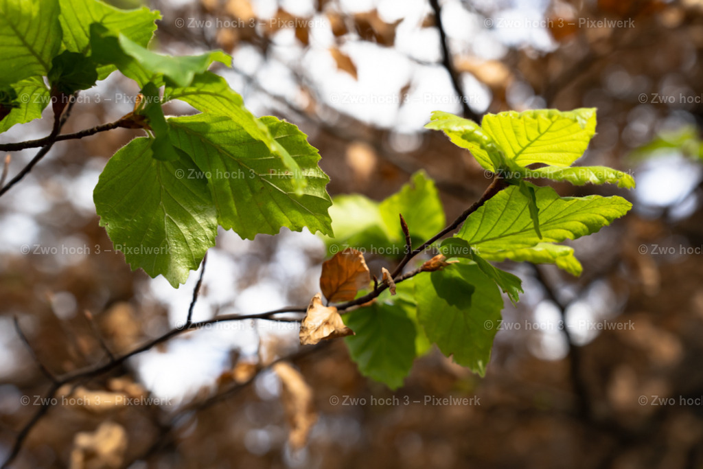 Obere_Affensteinpromenade_Ruebezahlturm_Zweig_Laubblatt | 2022-09-02_Waldbrandgebiete_2 - Realisiert mit Pictrs.com