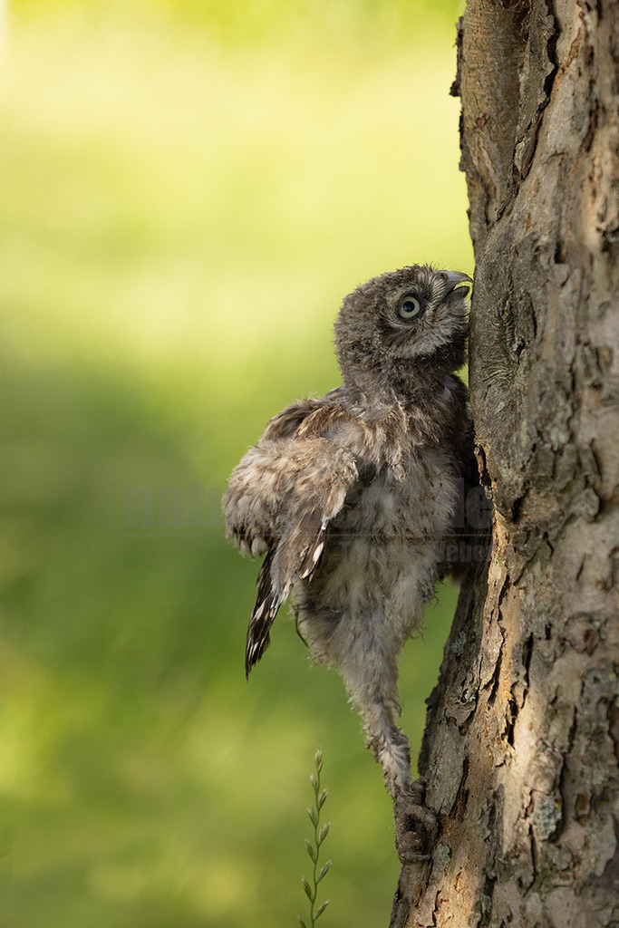 R5NF6229_20240605 | Der Steinkauz ist eine kleine, kurzschwänzige Eulenart aus der Familie der Eigentlichen Eulen. Das Verbreitungsgebiet des Steinkauzes erstreckt sich über Eurasien und Nordafrika. Er ist ein charakteristischer Bewohner der Baumsteppe mit spärlicher oder niedriger Vegetation und jagt bevorzugt auf dem Boden. - Realisiert mit Pictrs.com