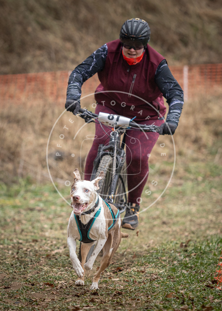 Pfotenfotografie_DV3A5559 | Hundefotografie, Tierfotograf, Pfotenfotografie, Fotoshooting Hund, Hunde Portrait, Hundesport, Hundeportraits, Heideshooting, Hunde, Sportfotograf, Hundefotograf, Turnierhundsport, THS,  - Realisiert mit Pictrs.com