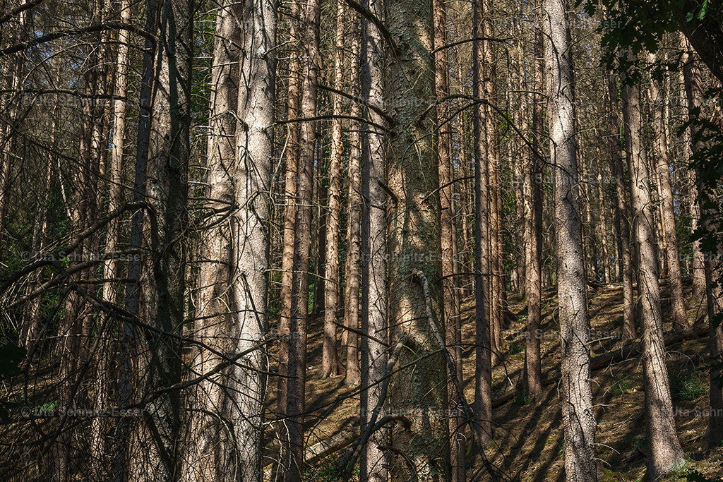 Wald_06 | CEUS Design - Realisiert mit Pictrs.com