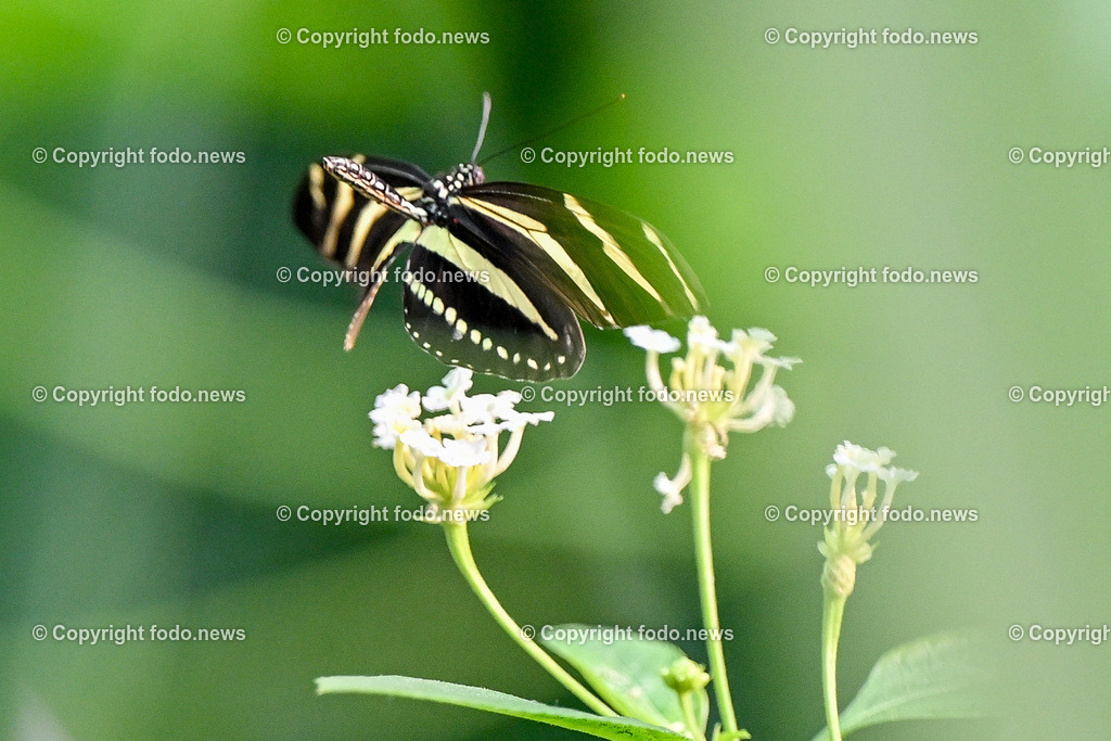 Botanischer Garten Linz_ Schmetterlinge_ Orchideen_ 21.01.2024-31 | 21.01.2024, Botanischer Garten Linz, AUT, Schmetterlinge, im Bild tropische Schmetterlinge, Schmetterling, Falter, Natur, Tiere, Blumen, Pflanzen, Insekten, Butterfly, Tropenhaus