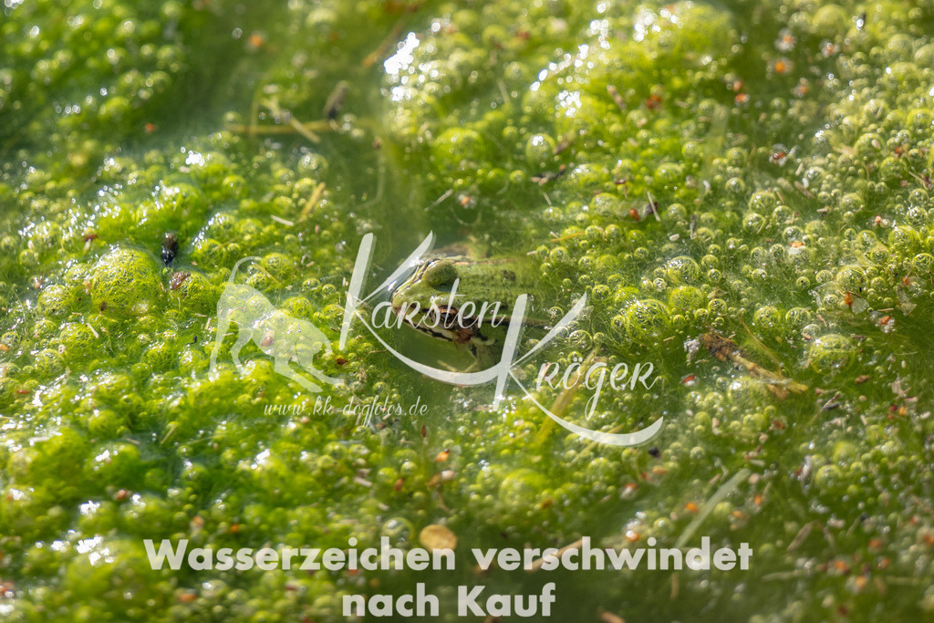 1343_ZZ91287 | kk-dogfotos