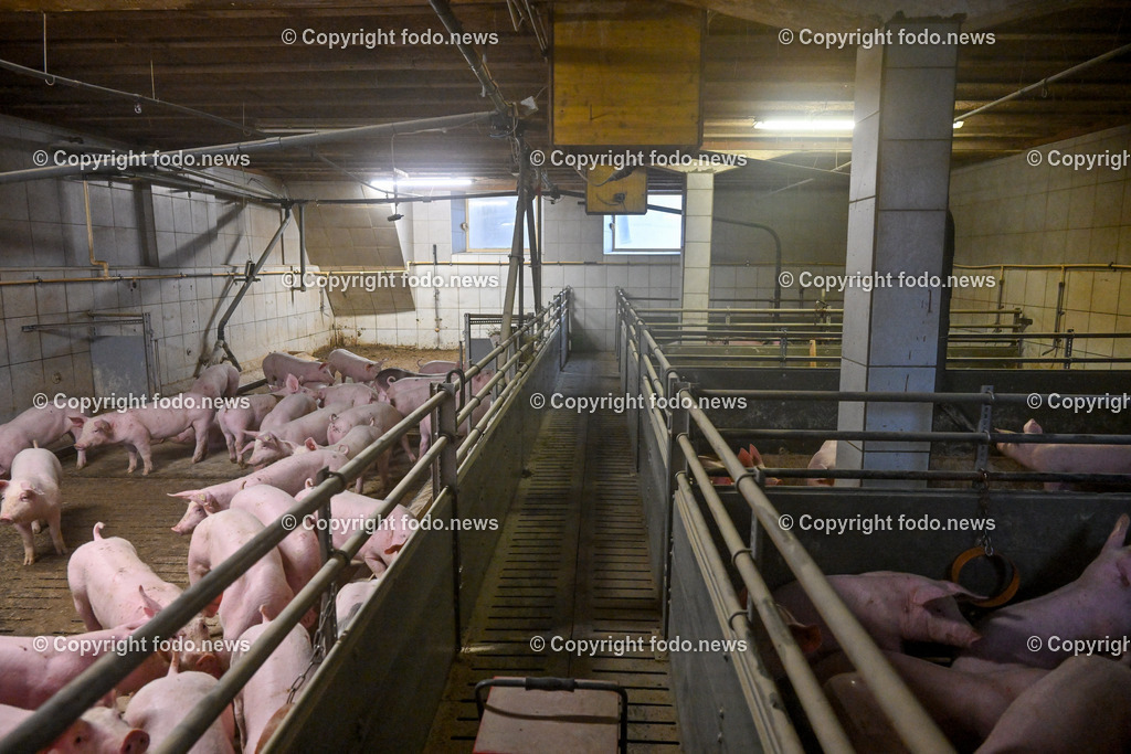 Landwirtschaft_ Schweinebauer_ 07.02.2024-15 | 07.02.2024, Obernberg am Inn, AUT, Landwirtschaft, Schweinebauer, im Bild Schweine, Schweinestall, Aufzucht, Stall, Boden, Spaltboden, Hausschwein, Mastschwein, Schweinemastbetrieb, Mast, maesten, Stallhaltung, Tiere, Saeugetiere, Nutztiere, Schweineproduktion, Fleisch, Produktion