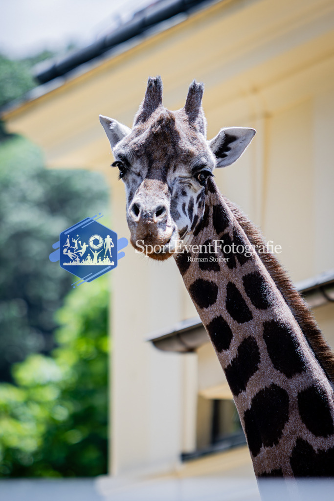 IMG_6229 | SportEventFotografie - Roman Stoiber