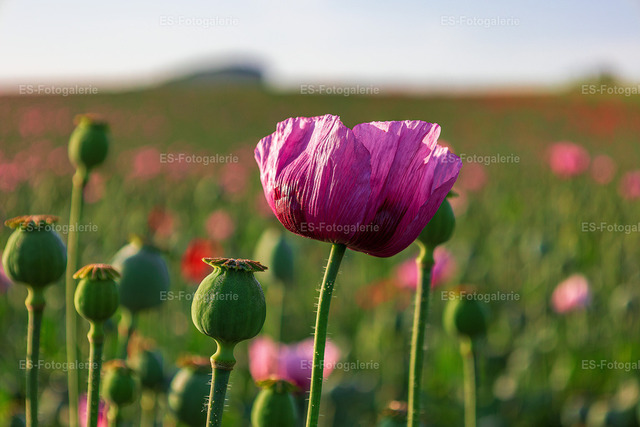 Mohnblumen