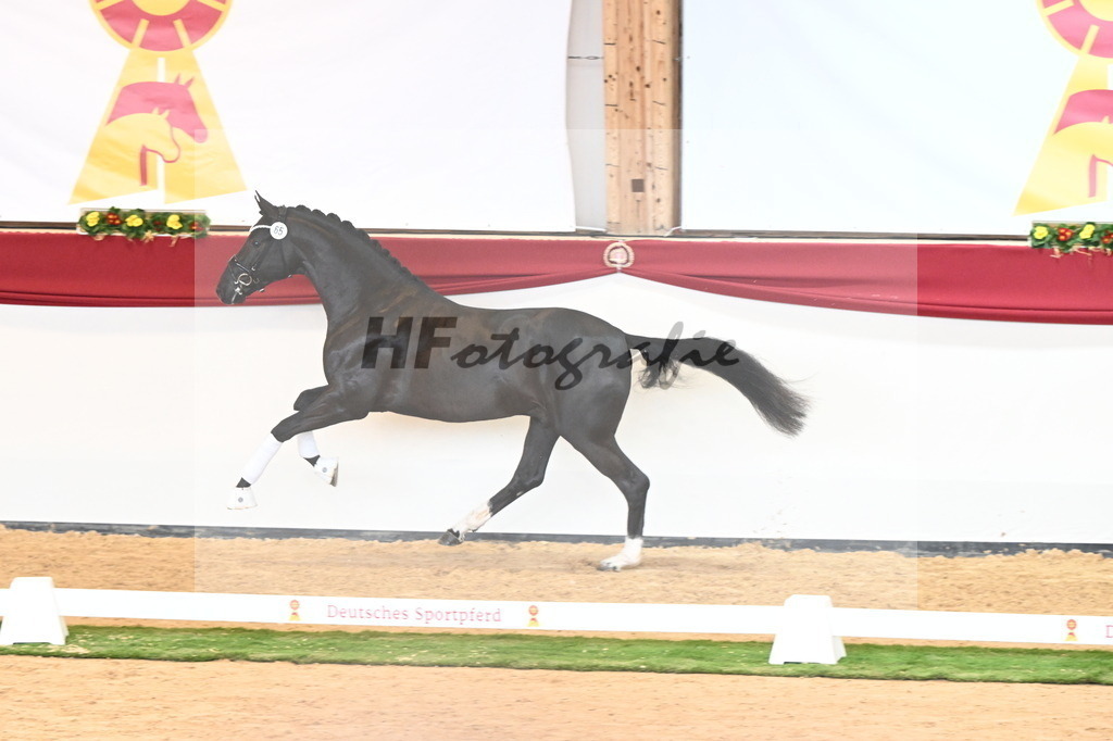 Kat.-Nr. 65 v. Springbank II VH_Reichert_2240832 | hf-fotografie - Realisiert mit Pictrs.com