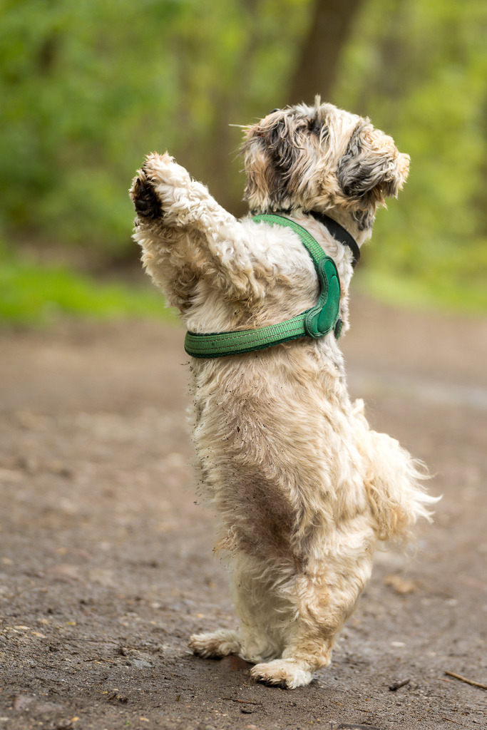 allesWIRTHgut Tierfotografie - 7IV08728 | Professionelle Tierfotografie in Mönchengladbach von Daniel Wirth (allesWIRTHgut). Liebevolle & natürliche Bilder von Hunden & Katzen für unvergessliche Erinnerungen.