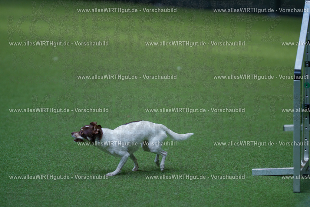 @allesWIRTHgut_Tierfotografie - www.allesWIRTHgut.de - 2604261446-7R503654 | Professionelle Tierfotografie in Mönchengladbach von Daniel Wirth (allesWIRTHgut). Liebevolle & natürliche Bilder von Hunden & Katzen für unvergessliche Erinnerungen.
