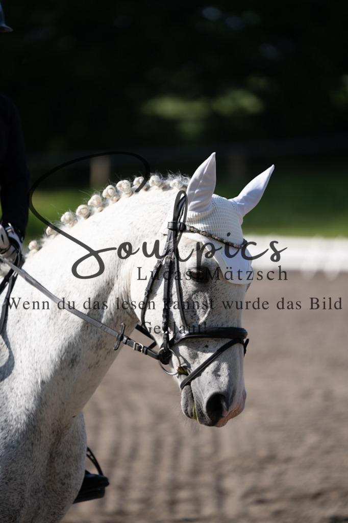 A7V02259 | Pferdefotograf