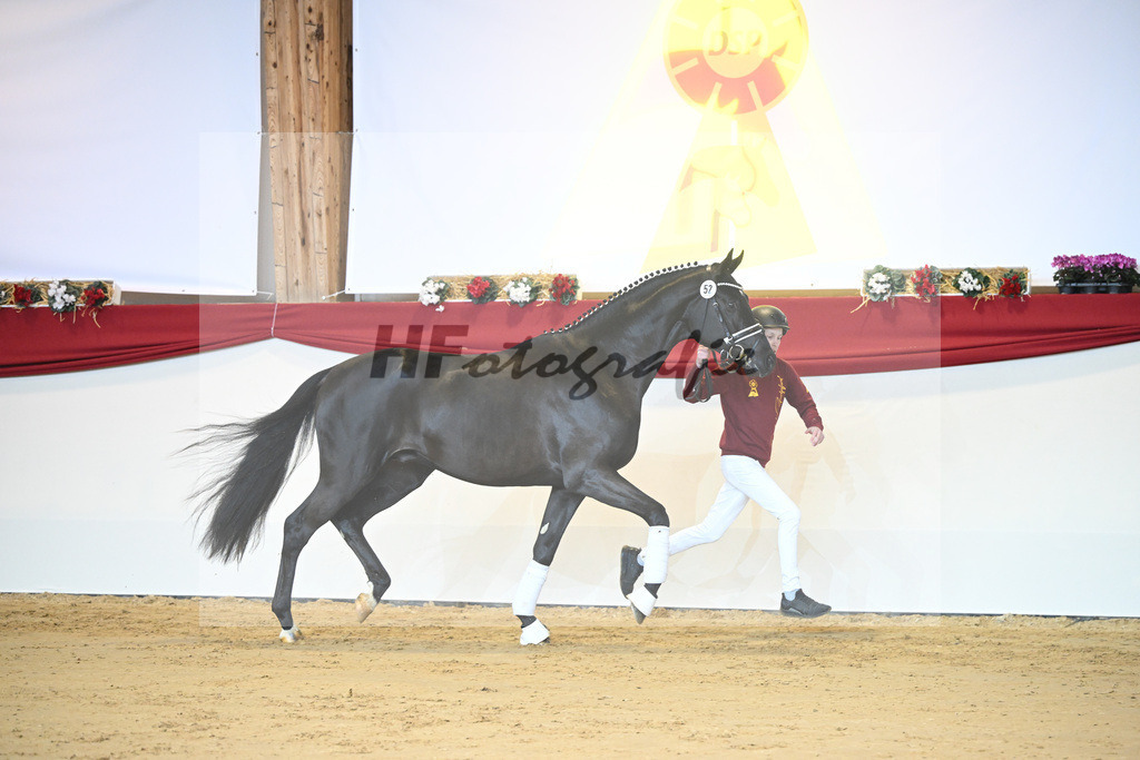 Kat-Nr. 52 Ferrantino_Gestuet Greim_1231383 | hf-fotografie - Realisiert mit Pictrs.com