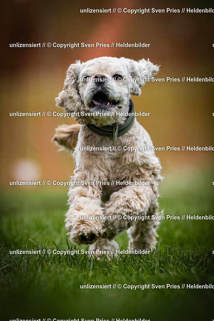 Sven Pries | 2025-04-13 - Hunderennen Baden-Baden - Realisiert mit Pictrs.com