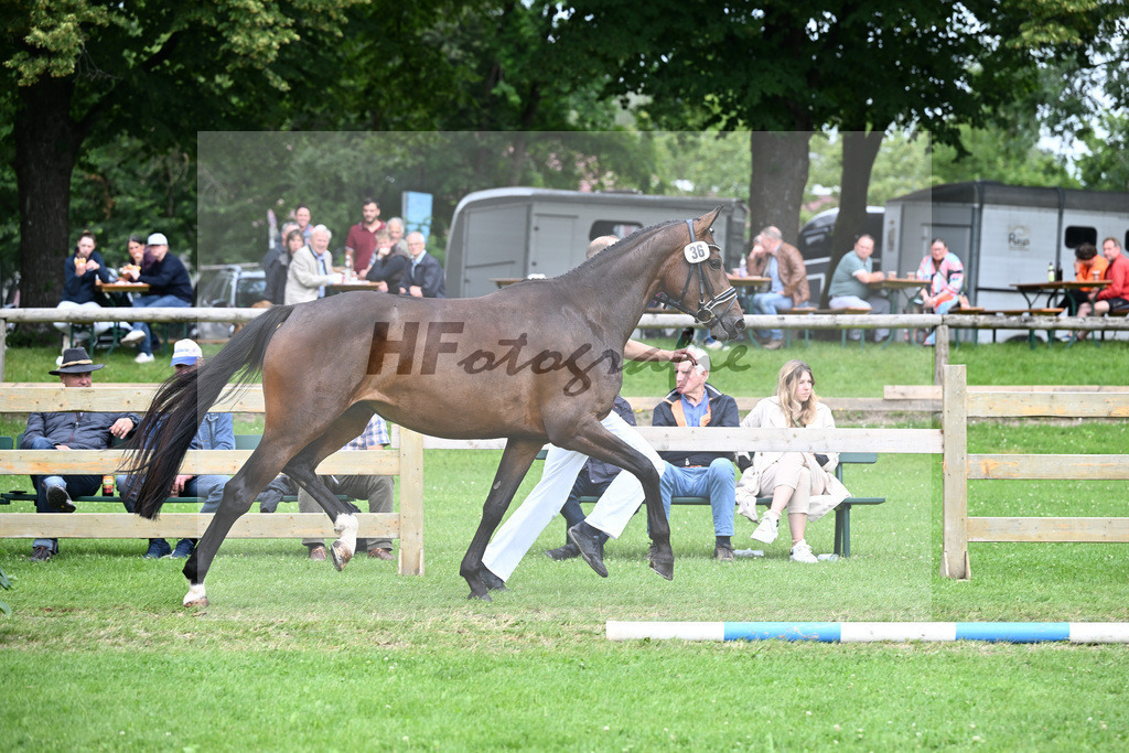 Kat-Nr. 36 Pasa Dia v. Danone I_Kelberger_23240687 | hf-fotografie - Realisiert mit Pictrs.com