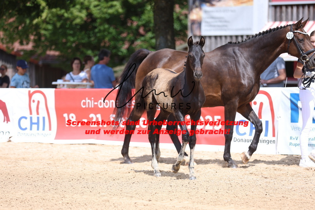 Fohlenschau_Schwäbisch_Hall_dressurbetonte_Fohlen_KN 10_17 | lmwpictures - Realisiert mit Pictrs.com