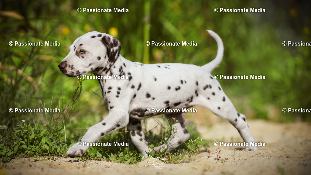 DSC05879 | Passionate Media, dein Fotograf aus Brandenburg, Märkisch Oderland, im Bereich Motorsport, Autos und Motorräder sowie Events und auch Hunde. Shootings oder auch Eventbegleitungen können bei mir gebucht we