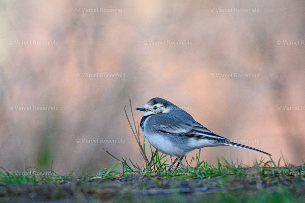 _DSC4031 | foto-rosenfeld