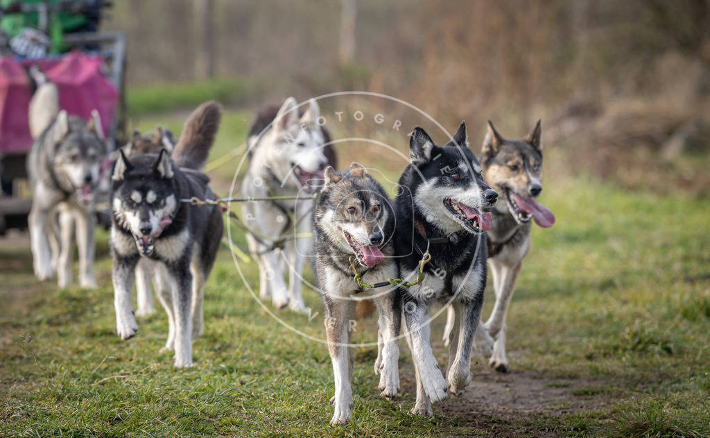 Pfotenfotografie_DV3A6862 | Hundefotografie, Tierfotograf, Pfotenfotografie, Fotoshooting Hund, Hunde Portrait, Hundesport, Hundeportraits, Heideshooting, Hunde, Sportfotograf, Hundefotograf, Turnierhundsport, THS,  - Realisiert mit Pictrs.com