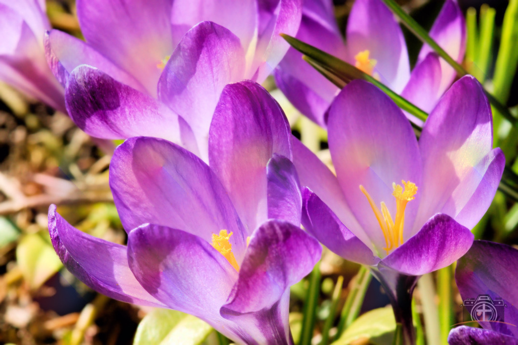 B-Krokusse-0002 | Entdecken Sie eine vielfältige Auswahl individueller Fotos zum Kauf auf picturalux.de. Finden Sie hochwertige Bilder für Ihre Projekte, die Ihre Botschaft perfekt unterstreichen. Stöbern Sie jetzt und verleihen Sie Ihren Inhalten das gewisse Etwas! - Realisiert mit Pictrs.com