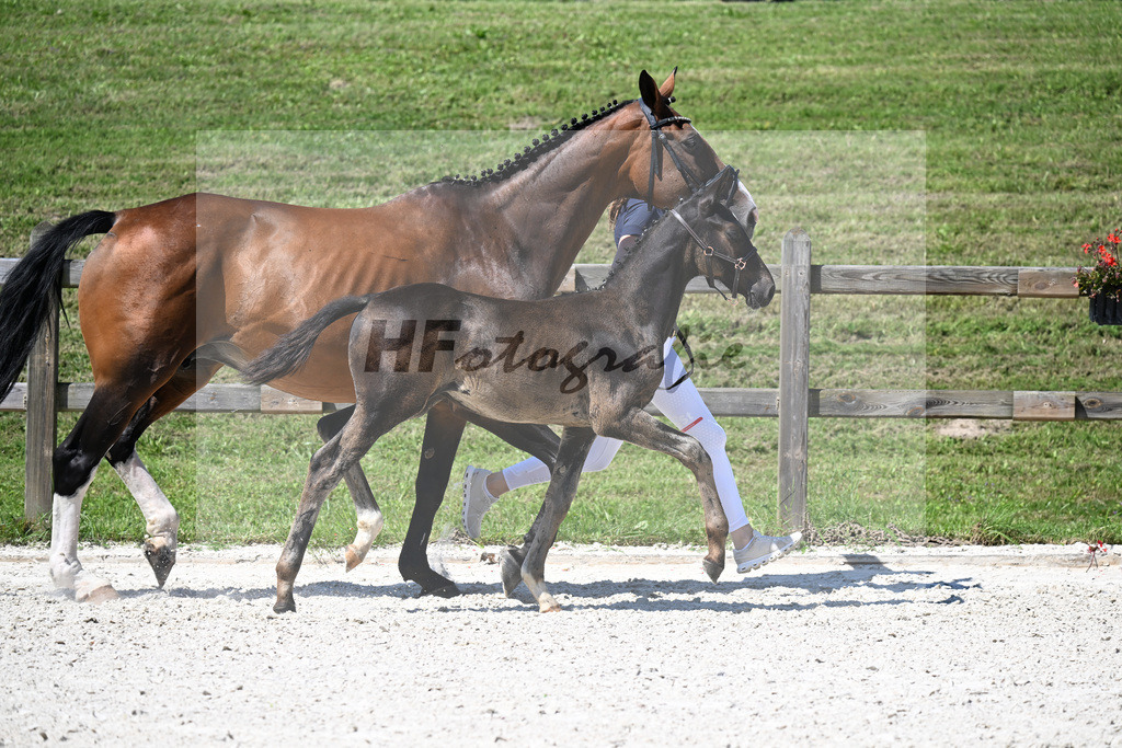 Kat-Nr. 26 Rotgold x Pilotek_SF_Fischer_24250294 | hf-fotografie - Realisiert mit Pictrs.com