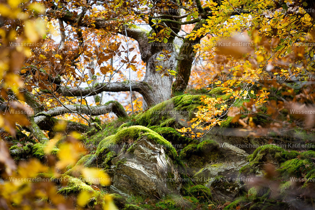 Zauberreich | Die Botschaft zum Bild lautet: Alle magischen Wesen grüßen dich.Wir grüßen dich aus dem Zauberreich. In deiner Kindheit hast du uns wahrgenommen. Auch jetzt möchten wir dich begrüßen und erlaube dir bitte uns zu sehen, für mehr Magie in deinem Leben. Es ist Zeit, diese Stärkung zu erfahren. Vollkommene Magie, vollkommene Schöpferkraft in deinem Leben.