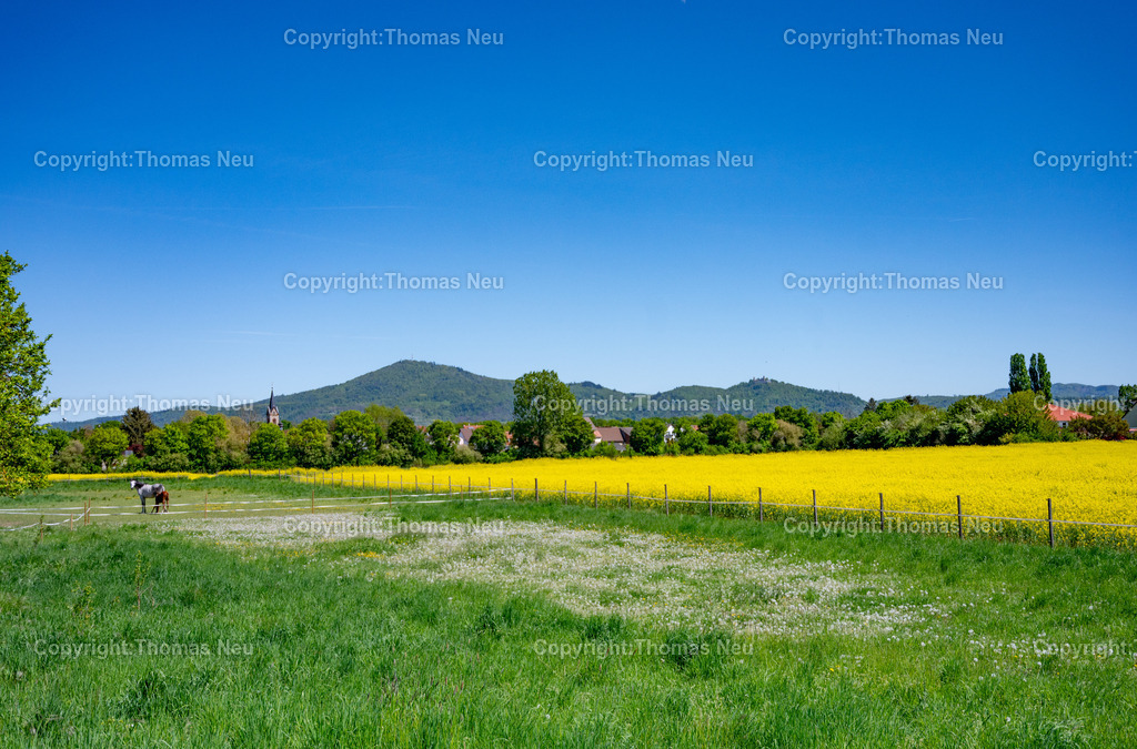 Rapsfelder-Bergstrasse-bensheim-Panorama-Fotografie-Thomas-Neu | Frühlingslandschaft an der Hessischen Bergstraße mit leuchtend gelben Rapsfeldern, grünen Wiesen und weitem Blick auf die Vorberge des Odenwalds. Links im Bild ragt der Kirchturm von Fehlheim zwischen den Bäumen hervor. Klarer blauer Himmel über einer typischen Kulturlandschaft im Landkreis Bergstraße bei Bensheim.