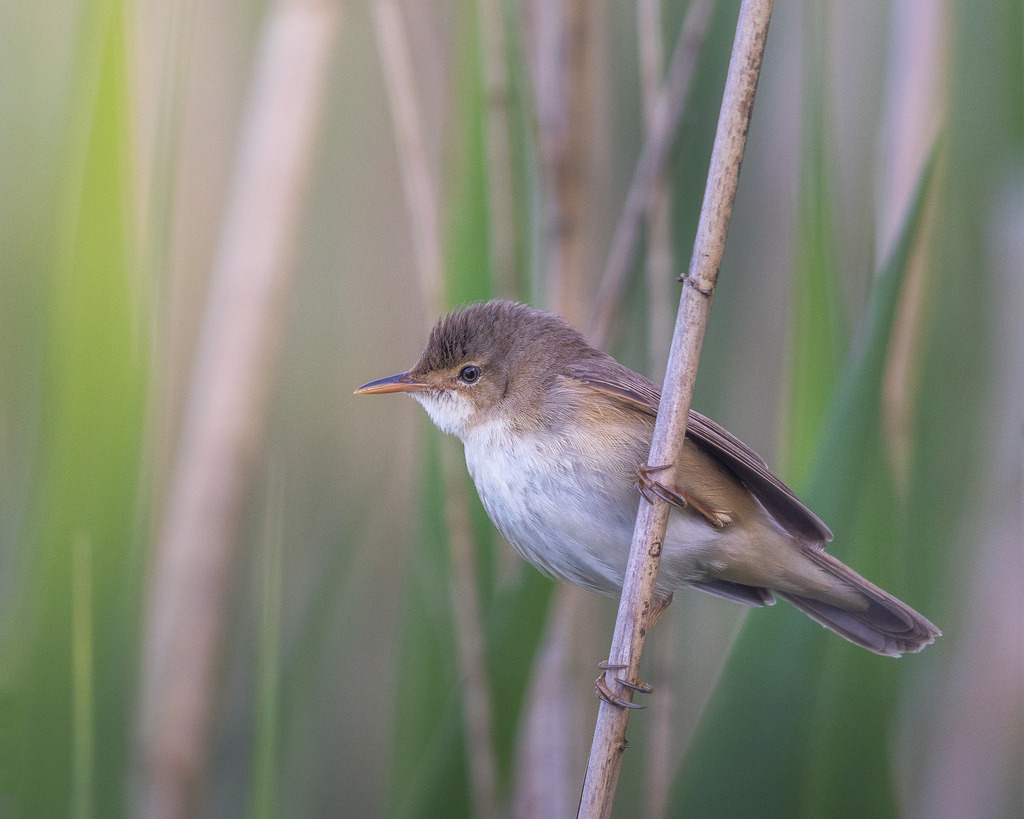 Sparrow in the weeds | tobiasneyer - Realisiert mit Pictrs.com