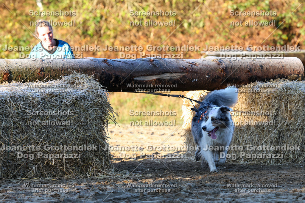 Dog Paparazzi - Strongdog 10-25-689 | Dog Paparazzi Jeanette Grottendiek Fotografie & Videografie - Realisiert mit Pictrs.com