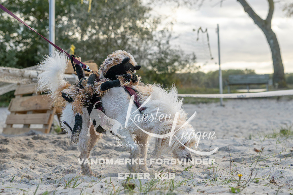 1631_ZZ97910 | kk-dogfotos