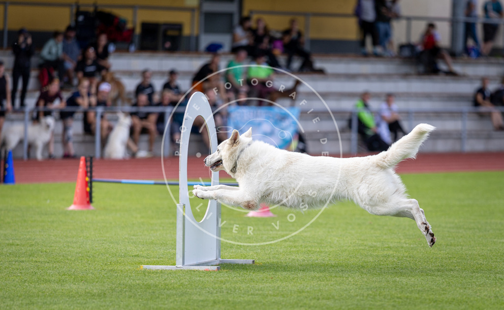 Pfotenfotografie_DV3A3125 | Hundefotografie, Tierfotograf, Pfotenfotografie, Fotoshooting Hund, Hunde Portrait, Hundesport, Hundeportraits, Heideshooting, Hunde, Sportfotograf, Hundefotograf, Turnierhundsport, THS,  - Realisiert mit Pictrs.com