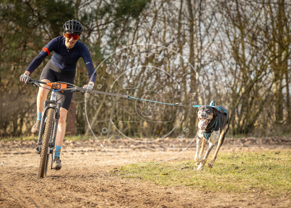 Pfotenfotografie_DV3A7377 | Hundefotografie, Tierfotograf, Pfotenfotografie, Fotoshooting Hund, Hunde Portrait, Hundesport, Hundeportraits, Heideshooting, Hunde, Sportfotograf, Hundefotograf, Turnierhundsport, THS,  - Realisiert mit Pictrs.com