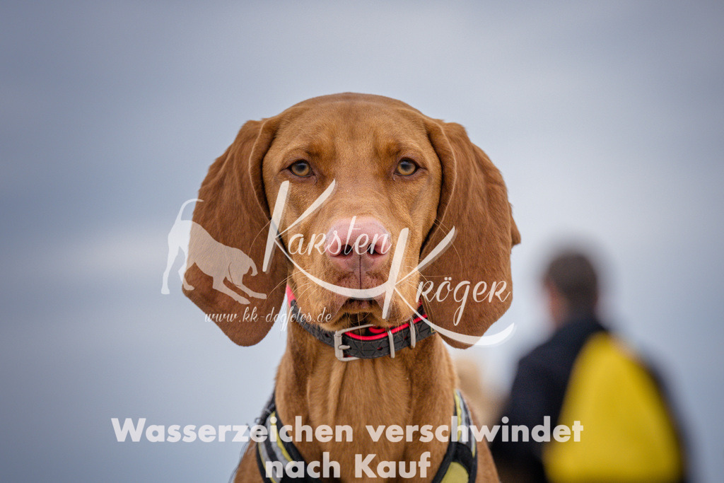1214_ZZ92972 | kk-dogfotos