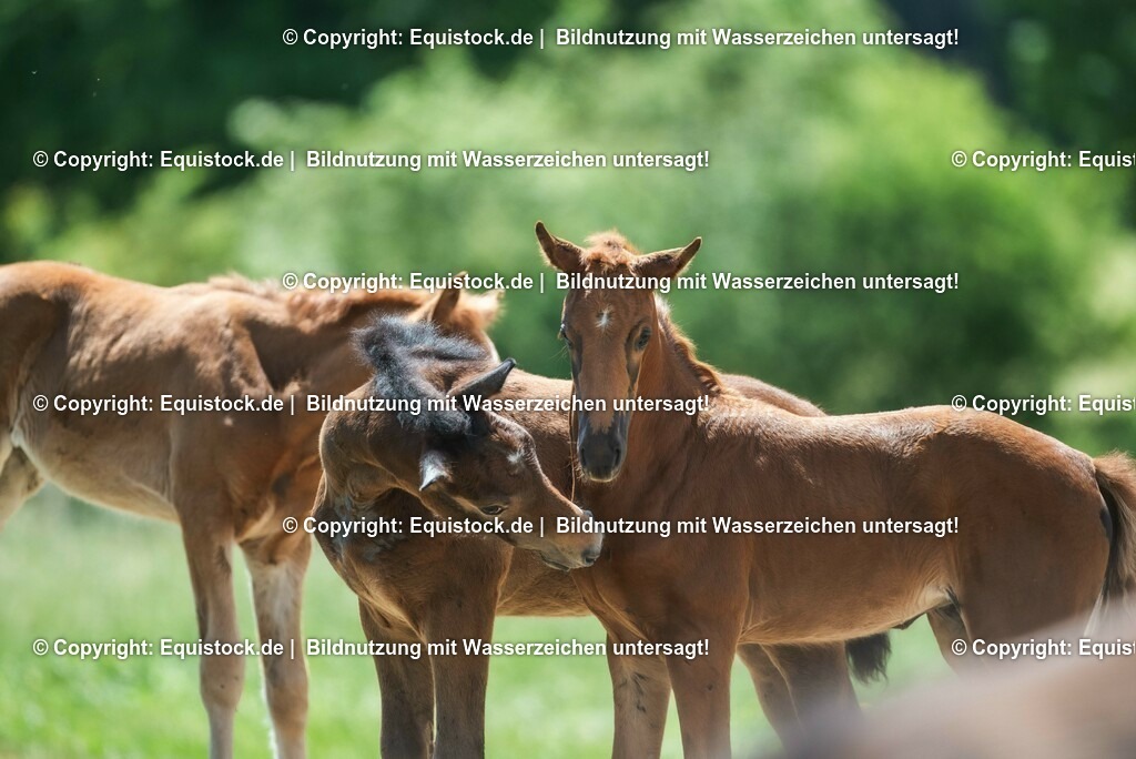 20210617_Fohlen_0248 | Foto: Thomas Hartig