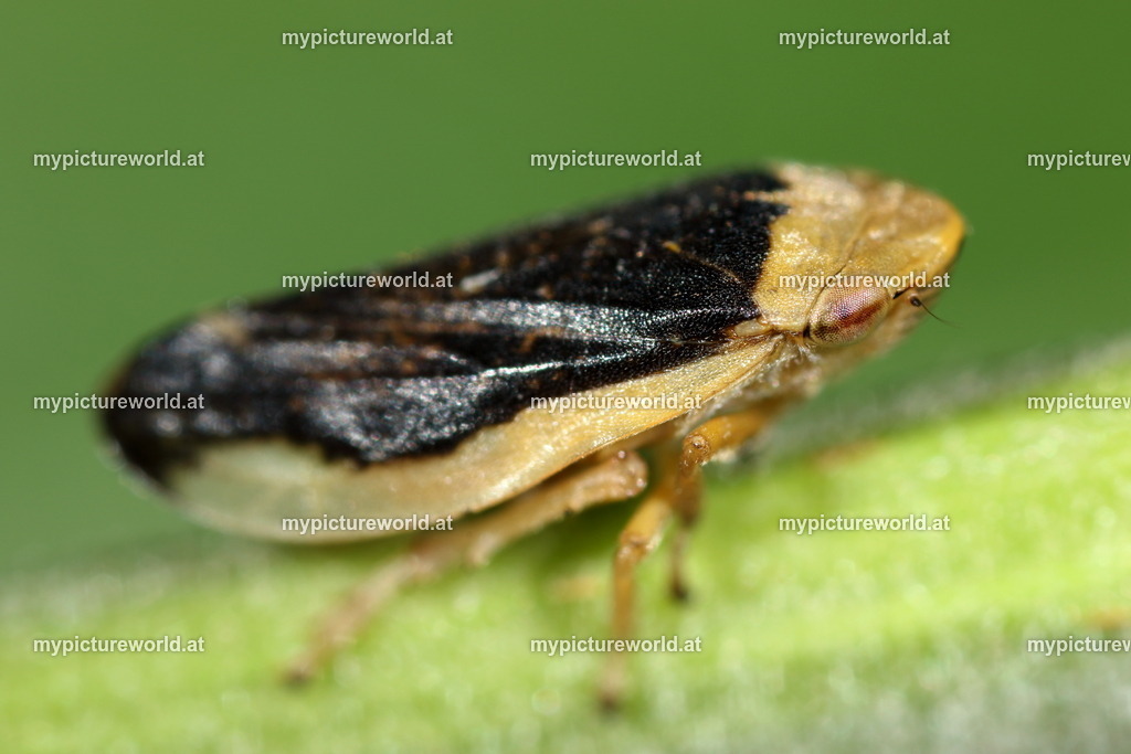 Wiesenschaumzikade-006 | Das Bilderarchiv über Tiere, Planzen und Landschaften. In der Bilddatenbank finden Sie ein große Auswahl an hochwertigen Bilder für Ihre Werbung - Realisiert mit Pictrs.com