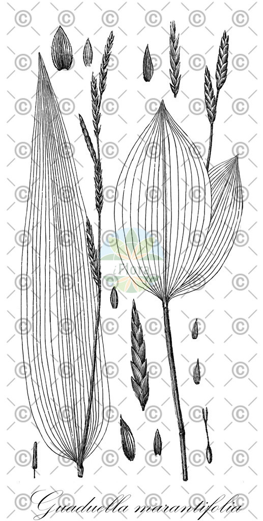 HistAbb_wfo-0000710677_1_ENZY_Simple | Historische Abbildung von Guaduella marantifolia - Poaceae | Historical Illustration of Guaduella marantifolia - Poaceae