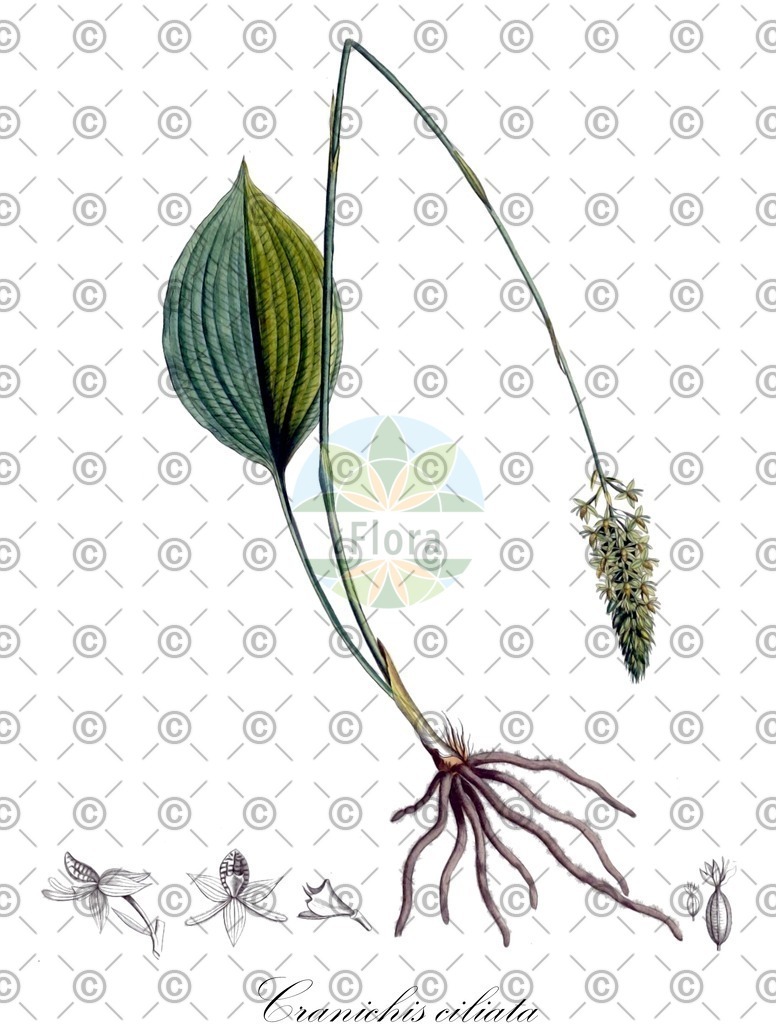 HistAbb_wfo-0000624654_1_ENZY_Simple | Historische Abbildung von Cranichis ciliata - Orchidaceae | Historical Illustration of Cranichis ciliata - Orchidaceae