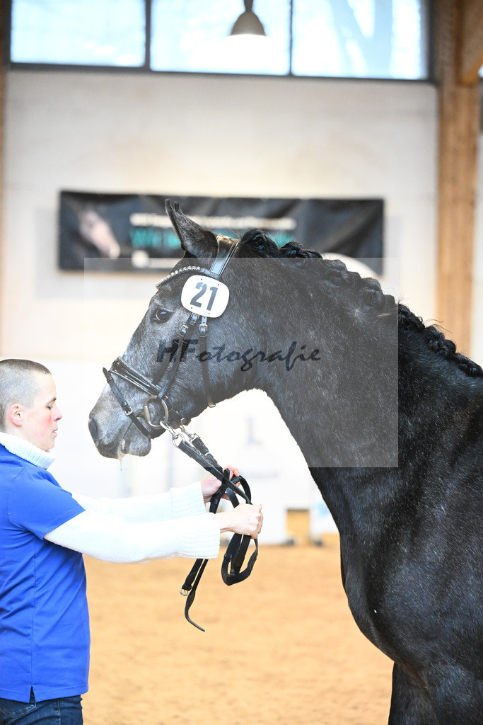 Kat-Nr. 21 v. Hickstead White_Stecher_6241145 | hf-fotografie - Realisiert mit Pictrs.com