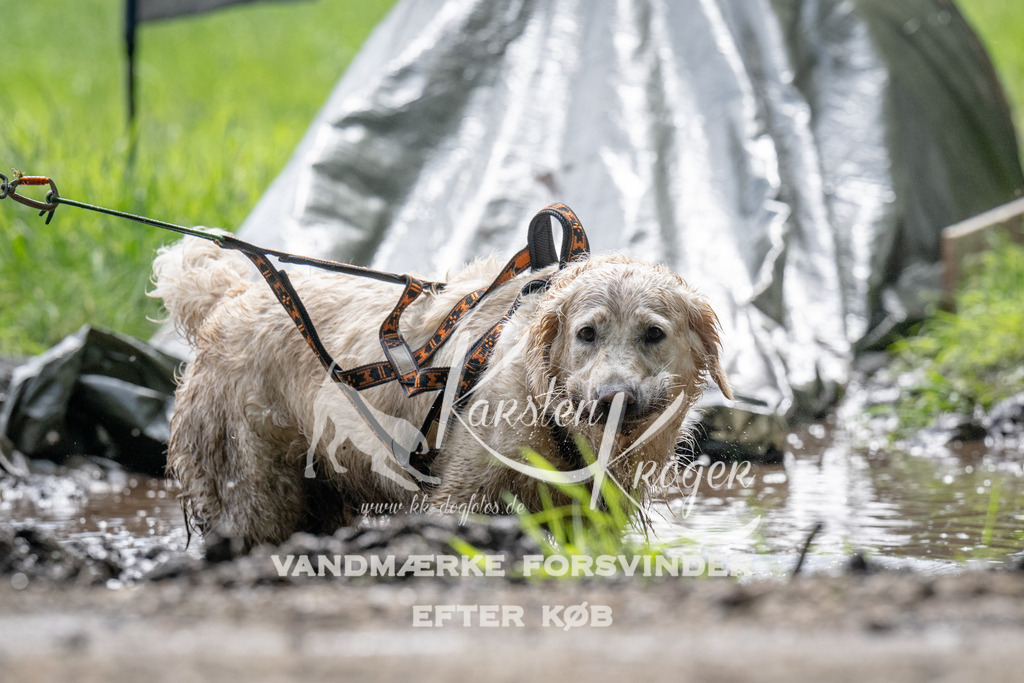 09310931_ZZ91079 | kk-dogfotos