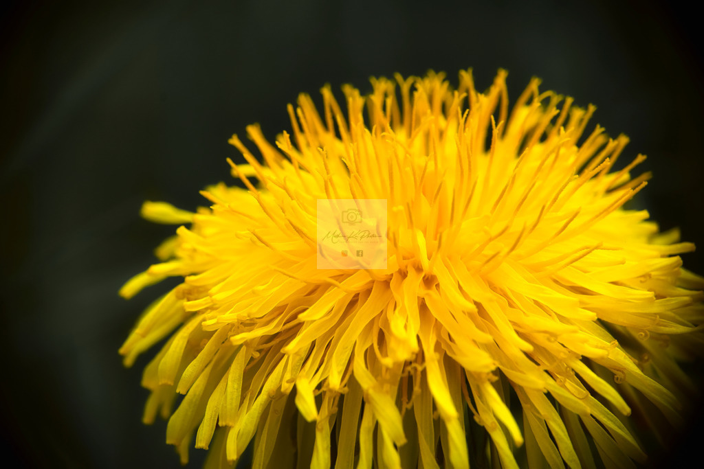 Makro - floral (18) | Buche Fotoshootings und entdecke hochwertige Fotoprodukte bei Mathias Ku Photos. Personalisiert, kreativ & mit Liebe zum Detail. Jetzt informieren! - Realisiert mit Pictrs.com