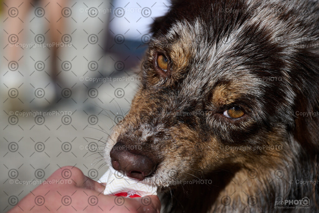 242_202509_4Hundebadetag_NZ9_2943 | proPHOTO - Realisiert mit Pictrs.com