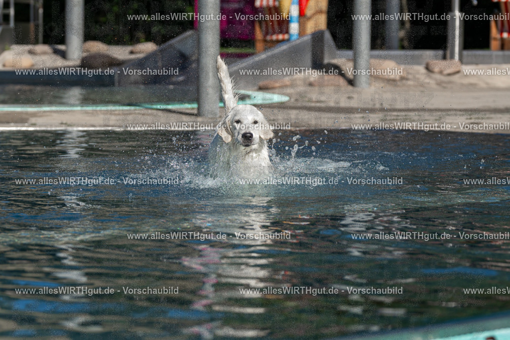 Hundeschwimmen_Volksbad_2026-allesWIRTHgut_Tierfotografie-2609061059-FAY06074 | Professionelle Tierfotografie in Mönchengladbach von Daniel Wirth (allesWIRTHgut). Liebevolle & natürliche Bilder von Hunden & Katzen für unvergessliche Erinnerungen.