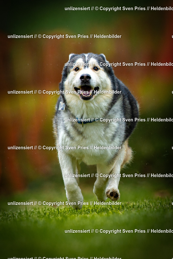 Sven Pries | 2025-09-21 - Hunderennen Baden-Oos - Realisiert mit Pictrs.com