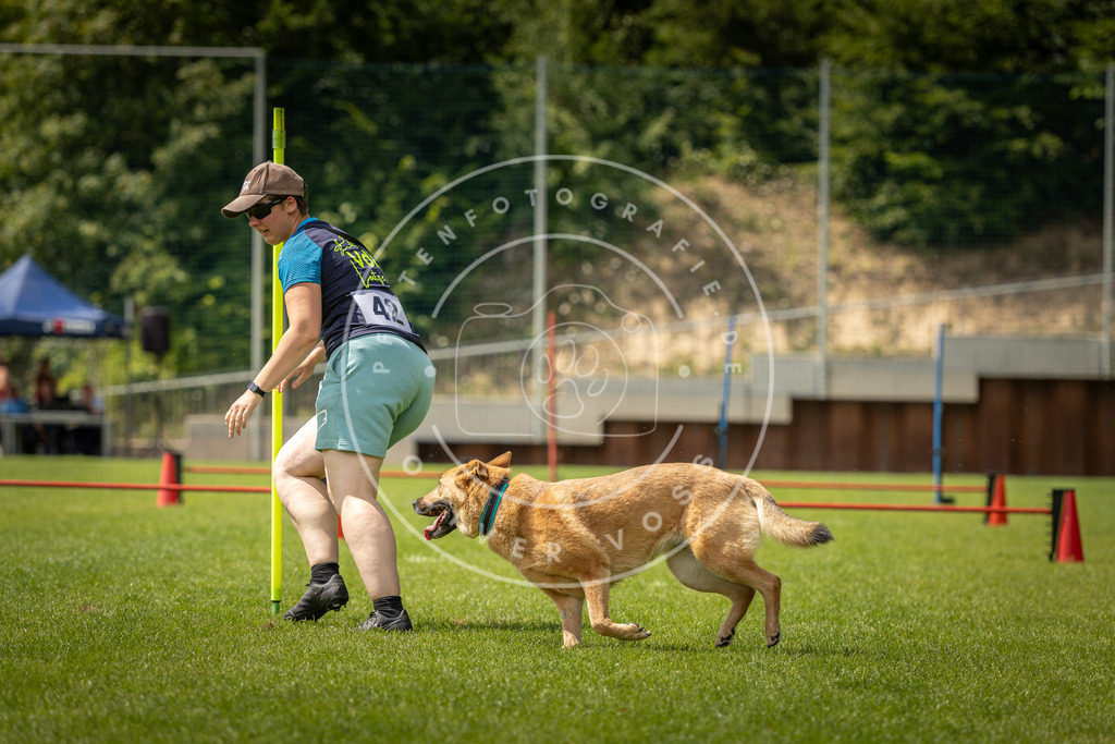 Pfotenfotografie_DV3A4008 | Hundefotografie, Tierfotograf, Pfotenfotografie, Fotoshooting Hund, Hunde Portrait, Hundesport, Hundeportraits, Heideshooting, Hunde, Sportfotograf, Hundefotograf, Turnierhundsport, THS,  - Realisiert mit Pictrs.com