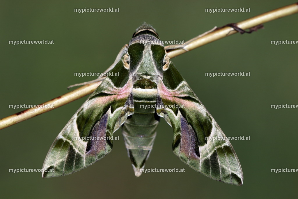 Oleanderschwärmer-105 | Das Bilderarchiv über Tiere, Planzen und Landschaften. In der Bilddatenbank finden Sie ein große Auswahl an hochwertigen Bilder für Ihre Werbung - Realized with Pictrs.com