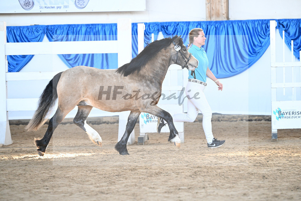 Kat-Nr. 15 Leybucht Bavarian Bailey v. Penymorfa Bailey_Nieberle_9260397 | hf-fotografie - Realisiert mit Pictrs.com