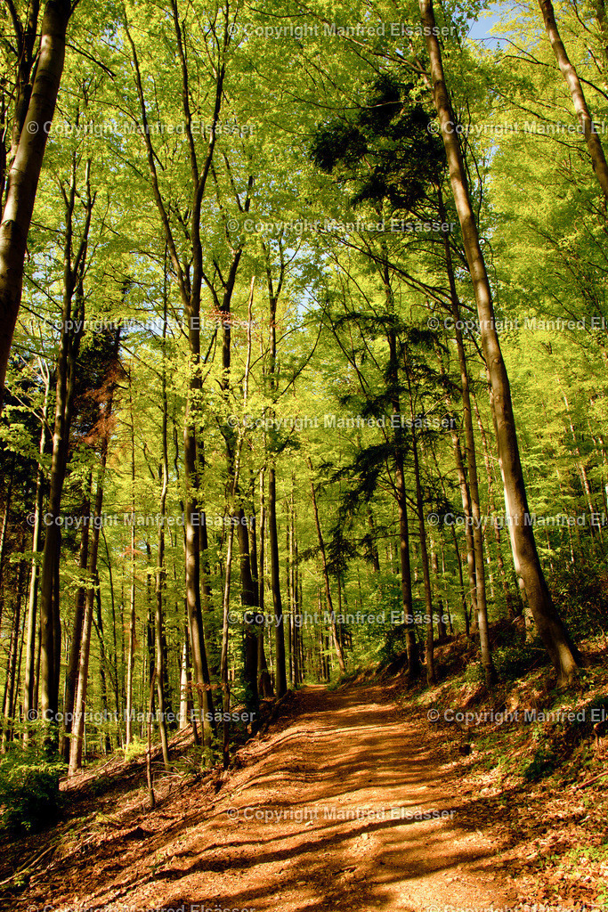 Frühlings-Laubwald in Morgensonne WB-001 | Wald, Ruhe, Erholung, Abschalten, relaxen, Augenoasen, Kraft tanken, Waldbaden, Stress reduzieren, Bäume, Kirschblüten, Frühlingswald, Sonne im Wald, Licht im Wald, Herbstwald, Waldwege, Gebirgswald, Wasser im Wald, Felsen im Wald, - Realisiert mit Pictrs.com
